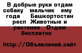 В добрые руки отдам собаку , мальчик , ему 3 года . - Башкортостан респ. Животные и растения » Отдам бесплатно   